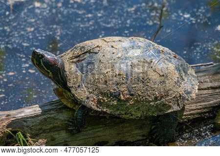Closeup Of A Red Eared Slider In A Pennsylvania Pond. Red Markings Visible As Well As Shell Texture 