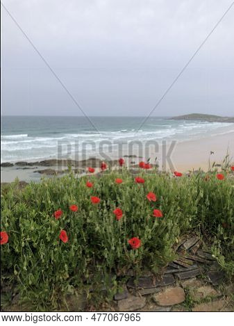 Panoramic View With Red Poppies Flowers At Fistral Beach In Cornwall, England, Uk.