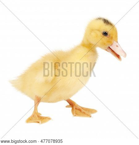Young Poultry Bird, Yellow Fluffy Duckling On A White Background.