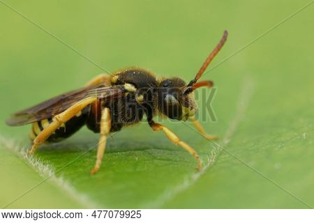Natural Closeup On The Rare Six-banded Nomad Solitary Cuckoo Bee, Nomada Sexfasciata A Parasite On L
