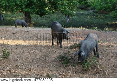 Jabugo, Huelva, Andalusia, Spain, May 12, 2023: Group Of Iberian Pigs In A Pasture In Jabugo, Huelva