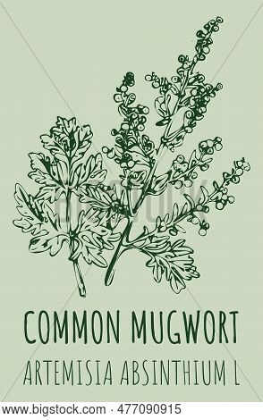 Drawings Common Mugwort. Hand Drawn Illustration. Latin Name Artemisia Absinthium L.