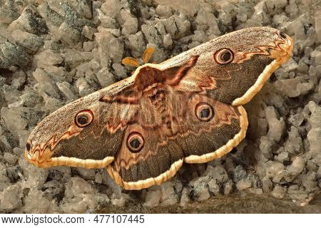 Emperor Moth - Saturnia Pavonia On Rocks