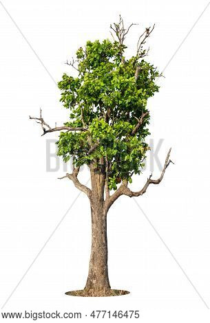 Tree Isolated On White Background High Resolution For Graphic Decoration, Suitable For Both Web And 