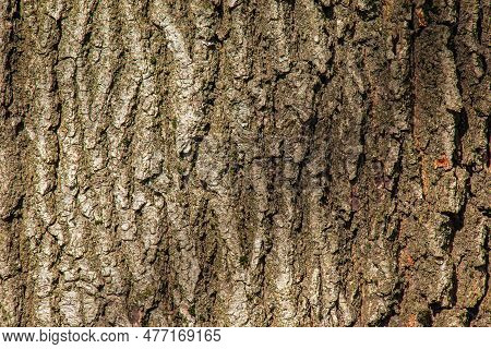 Oak Bark Close-up. The Texture Of The Trunk Of The Quercus Petraea Oak Or Georgian Oak. Background F