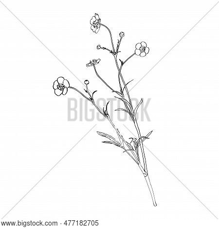 Sketch Floral Botany Collection. Flower Drawings. Buttercup, Paigle, Crowfoot, Ranunculus. Black And
