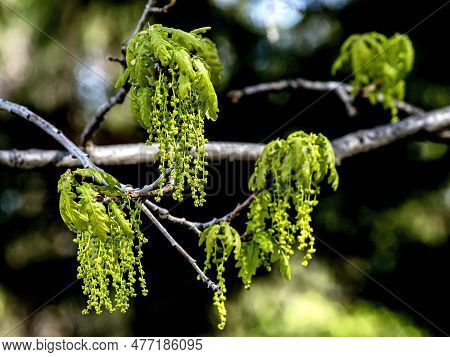 Bright Green Fresh Flowering Oak Branches In The City Park