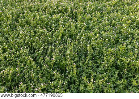 White Clover Crop Use As A Feed For Livestock