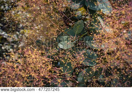 Close Up Bright Blossom Bush With Raindrops Concept Photo. Royal Purple Smoke Bush, Smokebush, Smoke