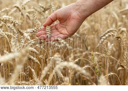 Yellow Agricultural Field With Ripe Wheat And A Human Hand Farmer Checks The Ripening Background Of 