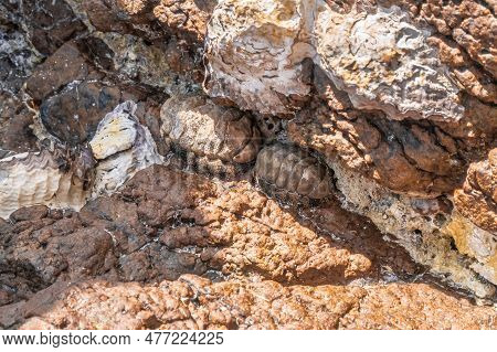 Clams Hid In A Crevice Between The Stones On The Dibba Rock Island In The Indian Ocean On The Coast 