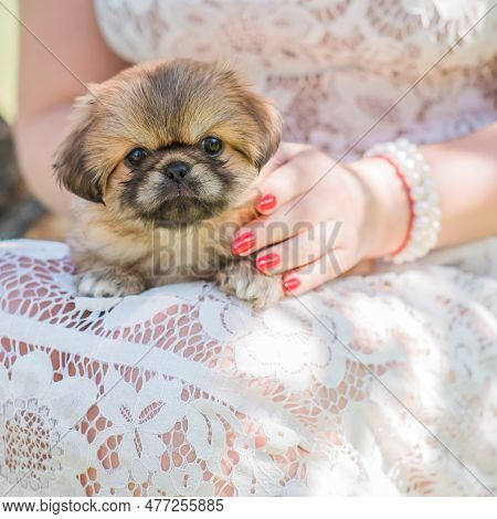 Puppies Life. Dog Psychology. Concept Of Pet, Little Doggo At Home Atmosphere