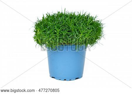 Potted 'sagina Procumbens' (botanic Name) Heath Pearlwort Plant On White Backgroun