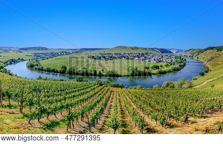 Scenic Mosel River Loop At Trittenheim, Germany With Green Vineyards
