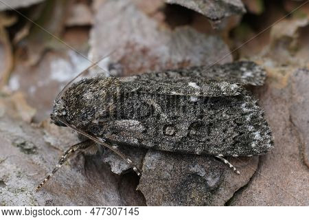 Natural Detailed Closeup On A Knot Grass Owlet Moth, Acronicta Rumicis
