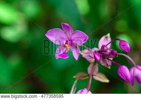 Flower Of A Philippine Ground Orchid, Spathoglottis Plicata