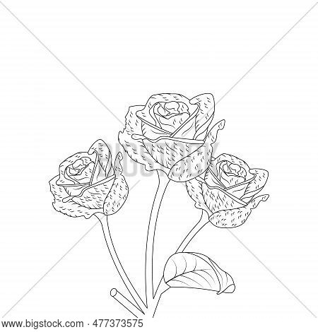 Rose Flower Hand Drawn Coloring Page With Decorative Style Line Art Vector Design