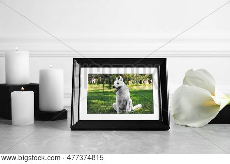 Frame With Picture Of Dog, Burning Candles And Calla Lily Flowers On Light Grey Table. Pet Funeral