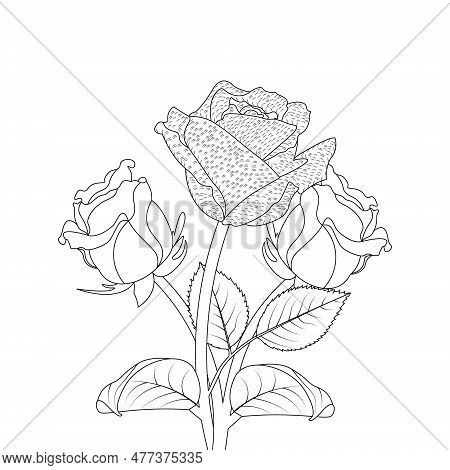 Rose Flower Hand Drawn Coloring Page With Decorative Style Line Art Vector Design