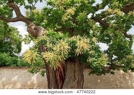 Hundert-Jahr-alte süße Kastanienbaum in Blumen, Garten in Frankreich, Europa