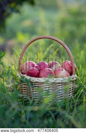 Harvest Of Organic Red Apples In A Basket.