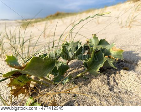 Eryngium Maritimum, Sea Holly Or Seaside Eryngo. Plant Has A Very Strong And Deep Root System That A