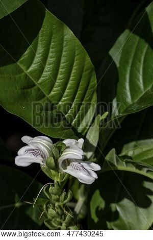 White Flowers Of Malabar Nut Or Justicia Adhatoda Or Adulsa Or Vasa Or Vasaka Tree