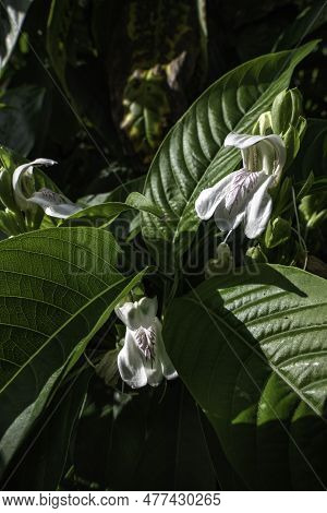 White Flowers Of Malabar Nut Or Justicia Adhatoda Or Adulsa Or Vasa Or Vasaka Tree