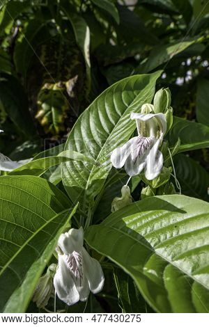 White Flowers Of Malabar Nut Or Justicia Adhatoda Or Adulsa Or Vasa Or Vasaka Tree