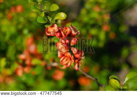 Branch Of Spring Orange Flowers Of Japanese Quince, Chaenomeles Japonica Or Maules Quince On The Bac