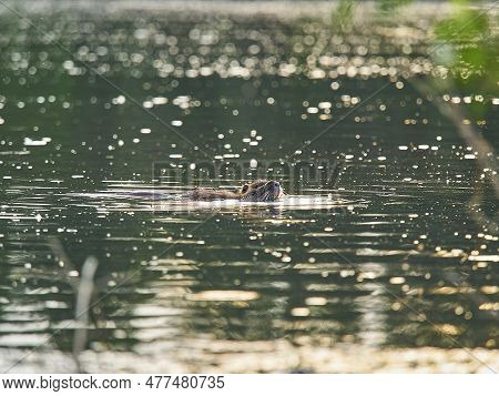 An Albino Nutria Is An Invasive Species In Europe