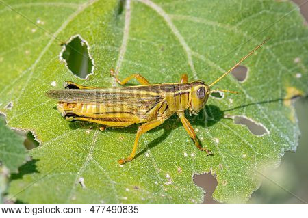 A Two-striped Grasshopper Resting On A Leaf Damaged By A High Grasshopper Density In The Colorado Co