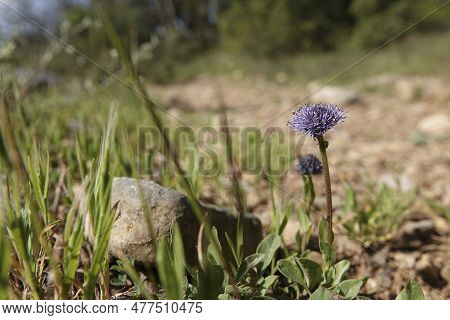 Natural Low Angle Closeup On A Mediterranean Common Ball Flower, Globularia Bisnagarica