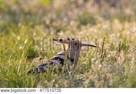 Hoopoe (upupa Epops) In Backyard Grass Looking At Camera, Podlaskie Voivodeship, Polan