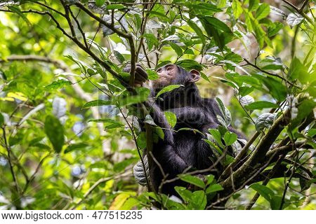 Adult Chimpanzee, Pan Troglodytes, Sitting Eating Leaves In A Tree, As Seen Through A Break In The D
