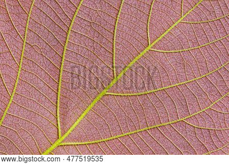 Close Up Of Colorful Ventral Side Of Young Moonlight Tree Leaf Texture Background