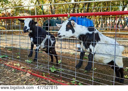 Baby Goats Being Hand Fed In Their Pens At The Farm Fair Exhibition