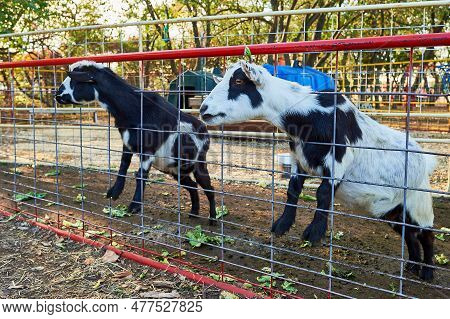 Baby Goats Being Hand Fed In Their Pens At The Farm Fair Exhibition