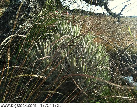 Green Plants Growing In The Savanna Of Mount Gede Pangrango