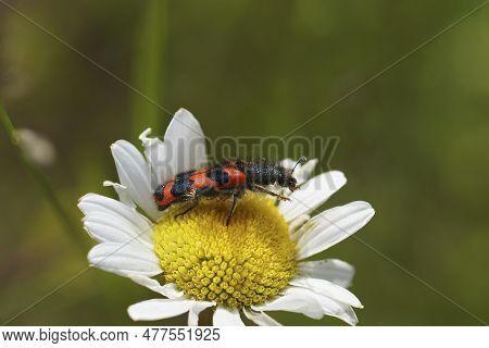 Natural Closeup On A Colorful Red Hairy Bee-eating Beetle, Trichodes Alvearius Sitting On An Ox-eye 