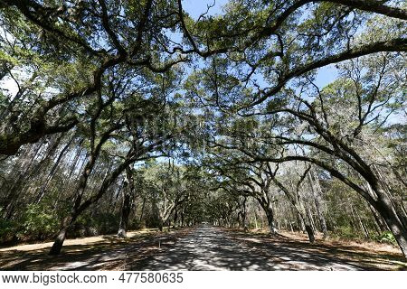 Wormsloe Plantation - Savannah, Georgia
