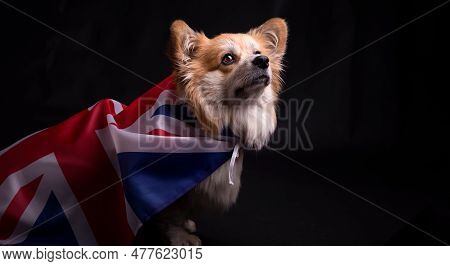Welsh Corgi Pembroke Portrait Covered With National Flag Of United Kingdom Great Britain. Adorable F