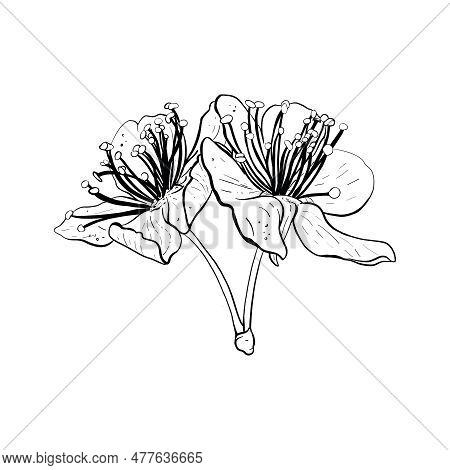 Vector Illustration Of Two Flowers Of Cherry, Sakura, Apple, Plum, Wild Cherry Plum, Bird Cherry. Bl