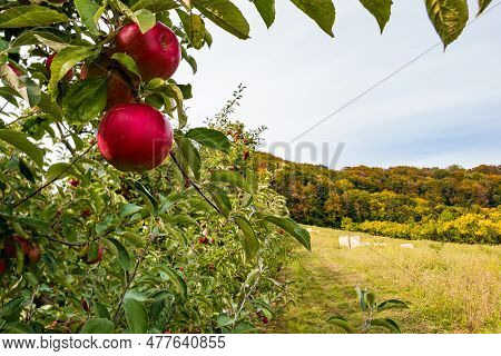Apple Trees In Orchard. Idared Cultivar.
