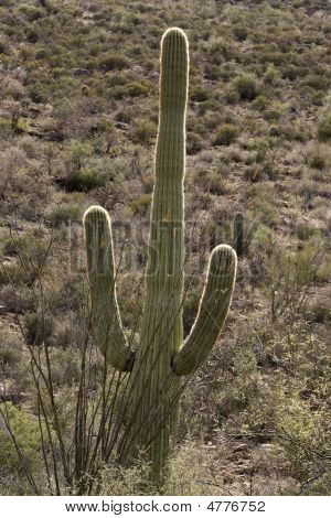 Saguaro kaktüs