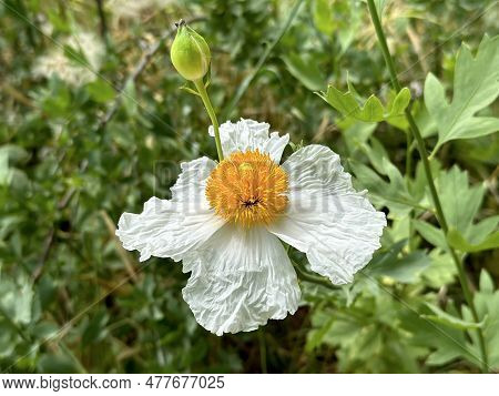 Flowering Coulter's Matilija Poppy Or California Tree Poppy (lat.- Romneya Coulteri)
