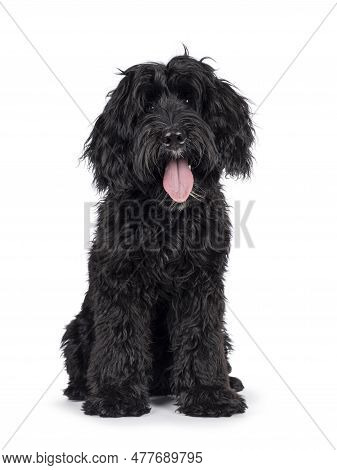 Cute Black Labradoodle, Sitting Up Facing Front. Looking Straight To Camera With Head Tilt. Isolated