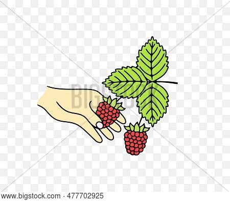 Picking Raspberry, Razzberry, Fence Berry, Stash Berry, Plant And Food, Colored Graphic Design. Berr