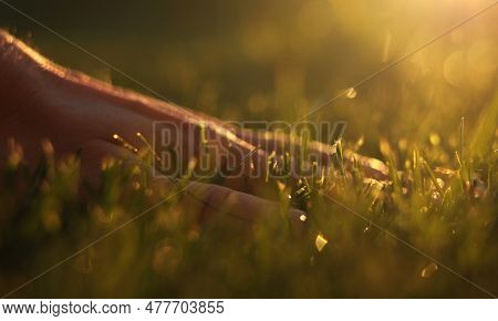 Close Up Of Man Fingers Touching Fresh Wet Green Grass After Spring Rain Or Watering, Sunlight. Farm