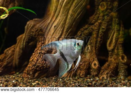 Tropical Fish Pterophyllum Scalare Altum, Angelfish Swimming In Aquarium Water Wtih Wooden Decor. Wh